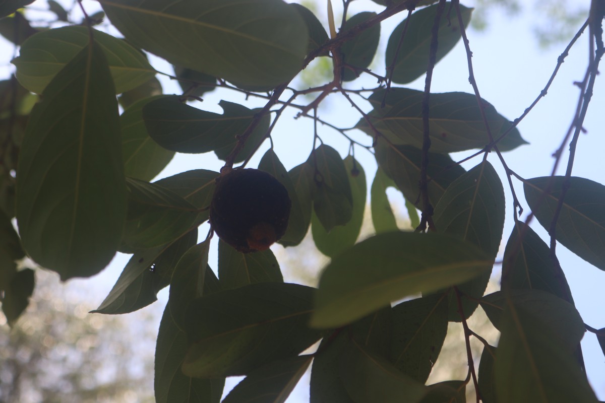 Hydnocarpus pentandrus (Buch.-Ham.) Oken